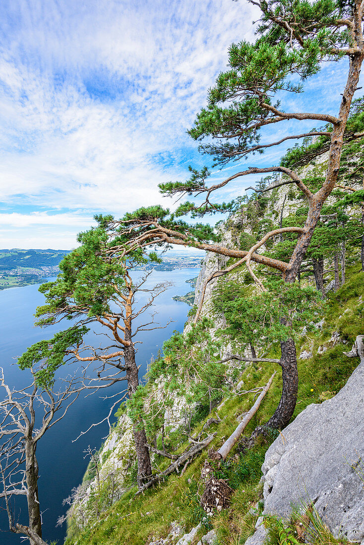 Kiefern und abgestorbener Baum am Traunstein und Blick auf den Traunsee im Salzkammergut, Oberösterreich, Österreich