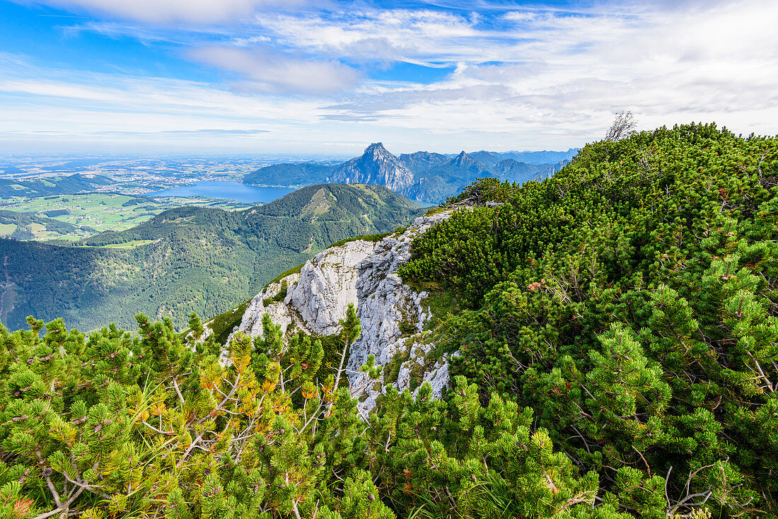 Mountain pines in the Höllengebirge and view of the Traunstein and the Traunsee in the Salzkammergut, Austria
