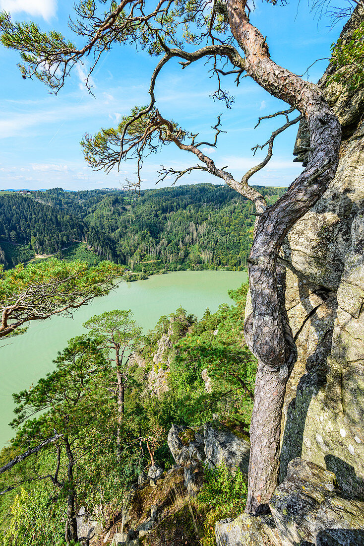 Donaublick nahe der Schlögener Schlinge, Oberösterreich, Österreich