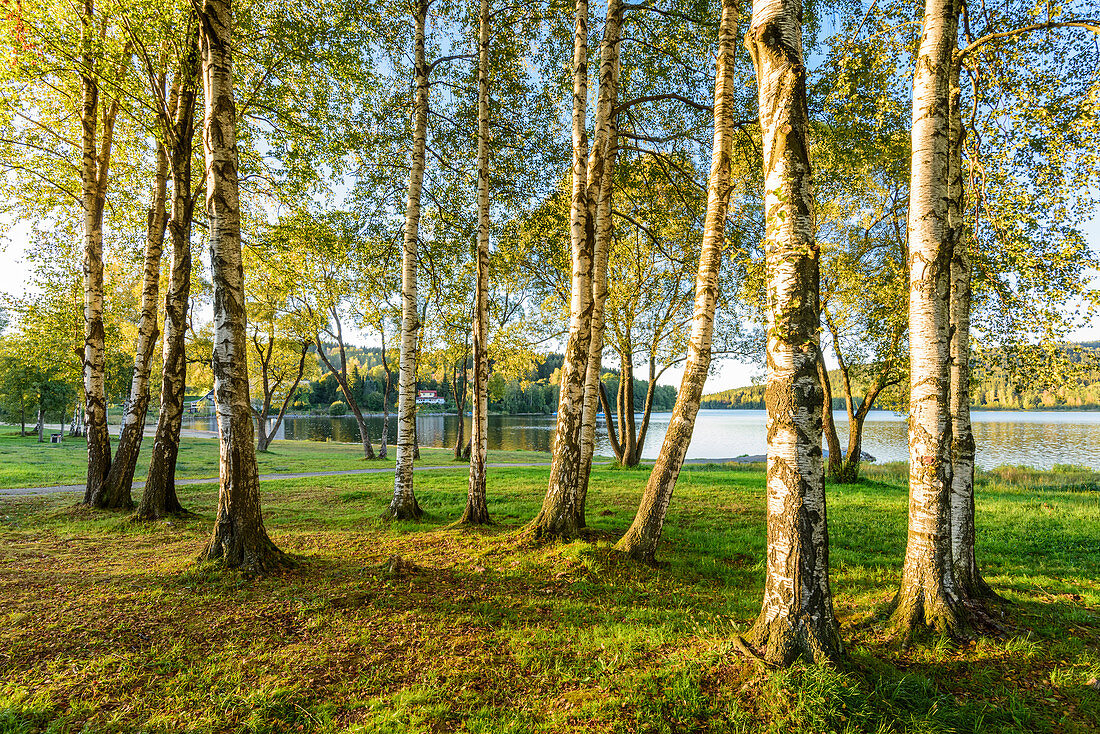Birch trees on the south bank of the Vltava reservoir in South Bohemia, Czech Republic