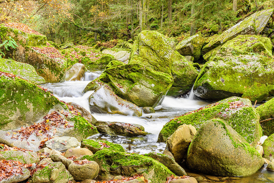 Wildbach im Herbst, Große Mühl, Oberes Mühlviertel, Oberösterreich, Österreich