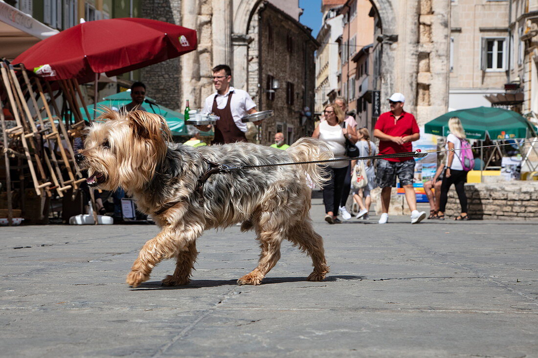 Small dog struts through old town, Pula, Istria, Croatia, Europe
