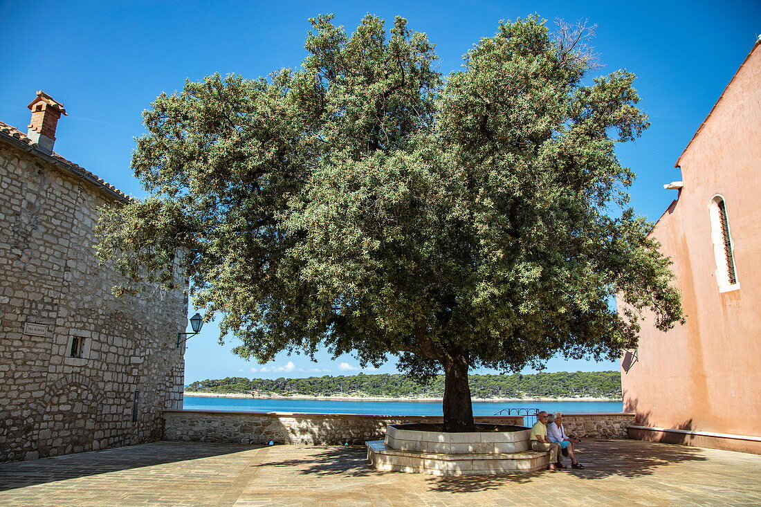 People on bench in the shade of a huge tree in an inner courtyard of the old town, Rab, Primorje-Gorski Kotar, Croatia, Europe