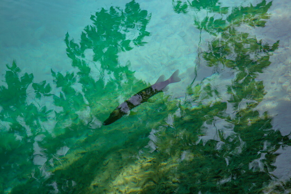Forelle in klarem Wasser in einem Pool, Nationalpark Plitvicer Seen, Lika-Senj, Kroatien, Europa