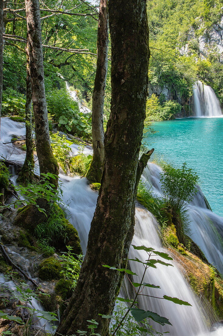 Trees and waterfalls, Plitvice Lakes National Park, Lika-Senj, Croatia, Europe