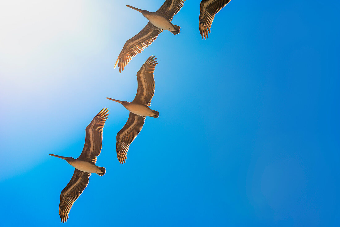 Braune Pelikane im Flug, Laguna Beach, Orange County, Kalifornien, USA, Nordamerika