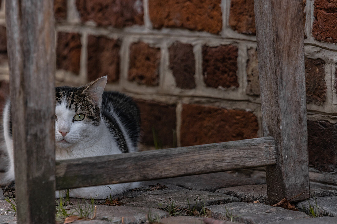 Cat under a bench in the old town of Lueneburg, Germany