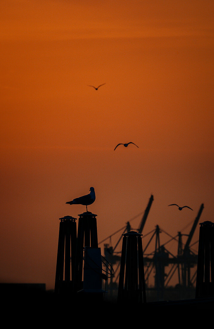 Möwen bei Sonnenuntergang im Hamburger Hafen, Hamburg, Deutschland