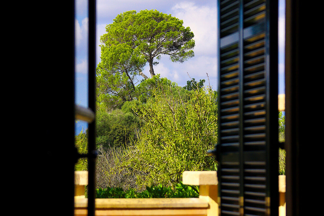 Blick durch offenes Fenster auf mediterrane Baumgruppe, Mallorca, Balearen, Spanien, Europa