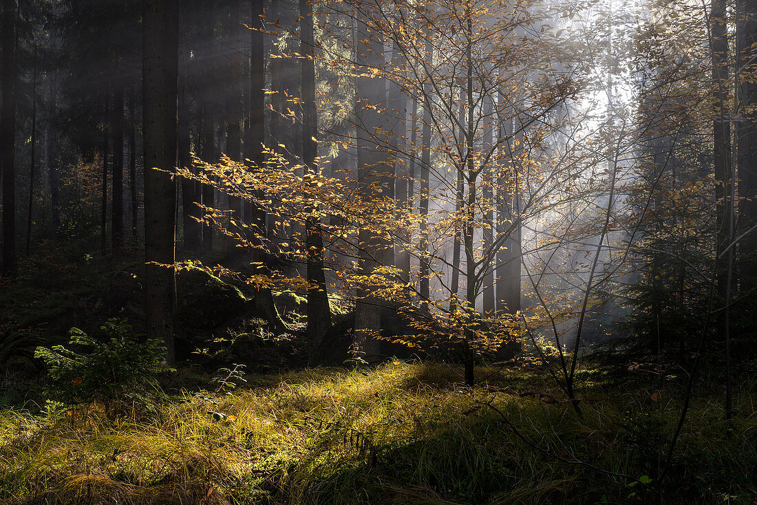 Herbstmorgen in einem Wald östlich von Regensburg, Bayern, Deutschland, Europa