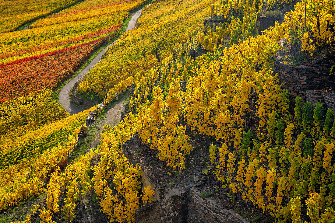 Outside; Outside; Outdoor shot; Outdoor shot; Germany; Europe; River; Cultural landscape; Landscape; Eve; Evening light; Evening atmosphere; Moselle; Nature; Nobody; Travel; Rhineland-Palatinate; Autumn; Sun; Sunny; Wine growing; Wine-growing area; Vineyards; Winningen; October; Golden autumn; Golden October; Moselle