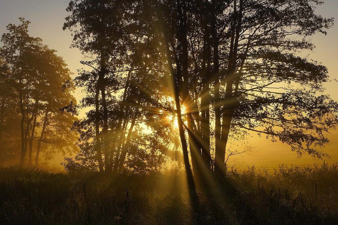 Sonnendurchfluteter Baum im herbstlichen Morgennebel südlich von Regensburg, Bayern, Deutschland, Europa