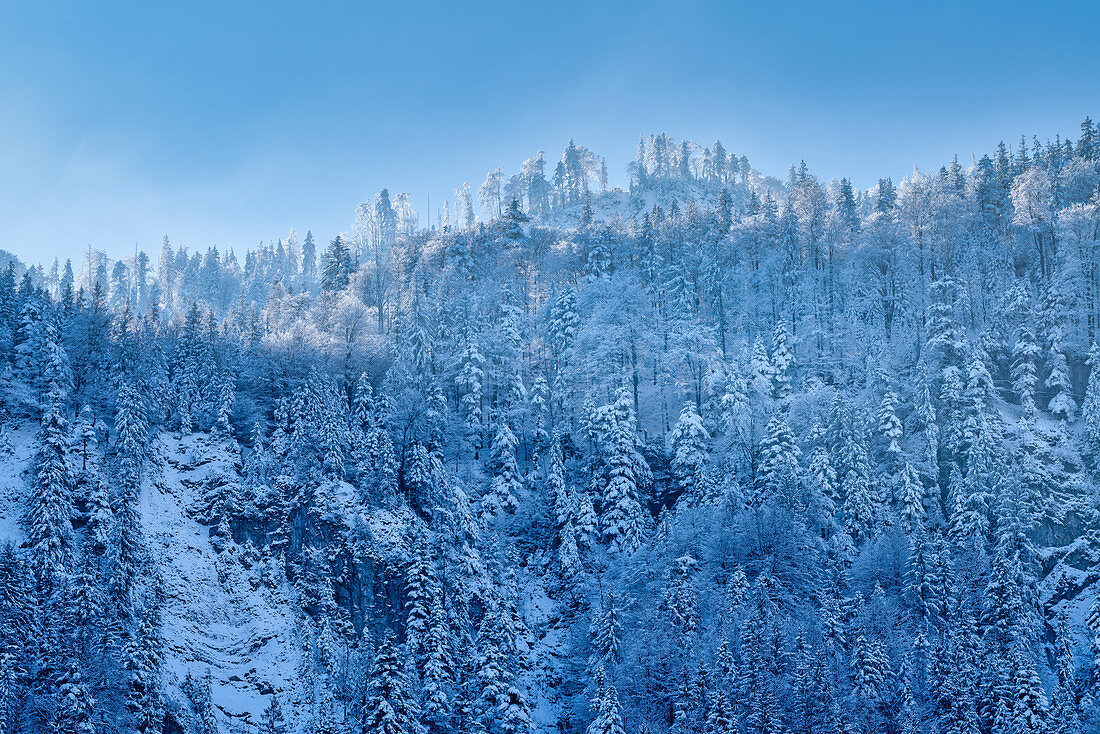 Mountain forest below the Herzogsstand covered by hoarfrost, Kochel am See, Bavaria, Germany, Europe