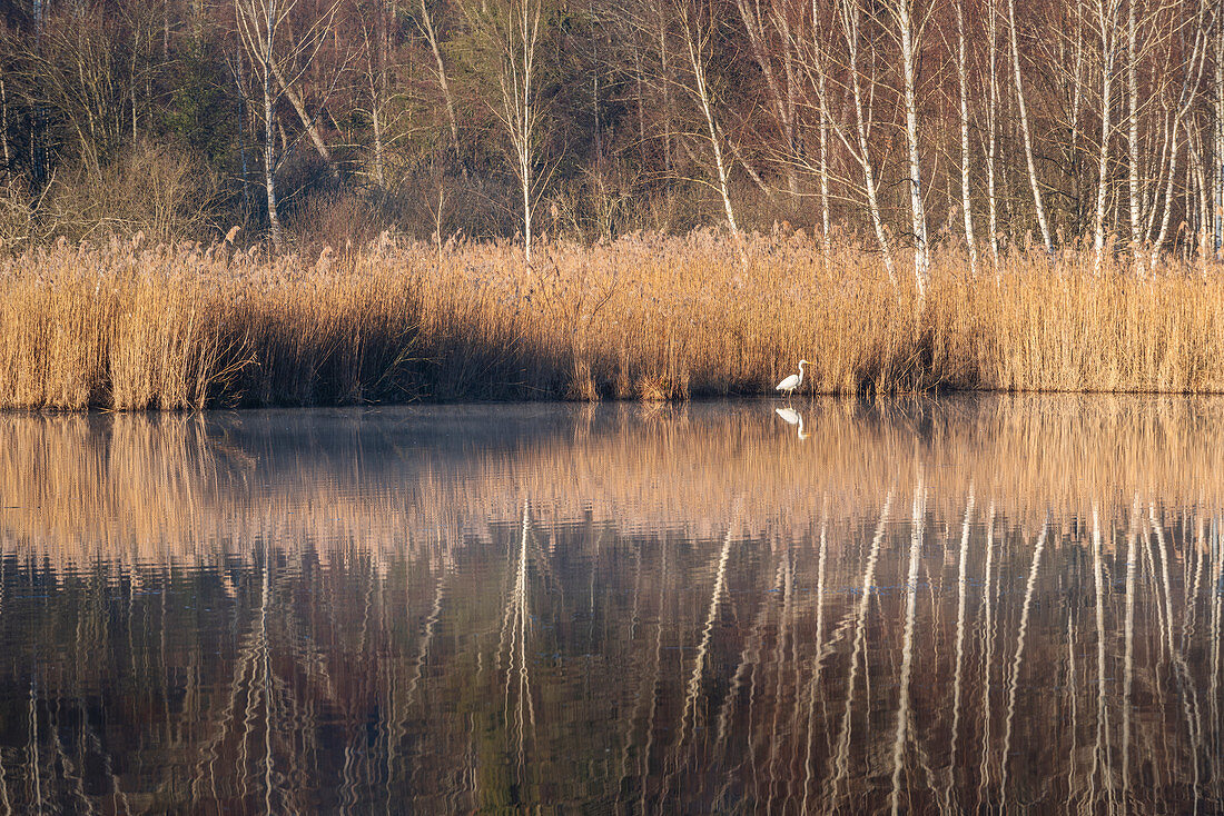 Great Egret in early spring in the Weilheimer Moos, Weilheim, Bavaria, Germany, Europe