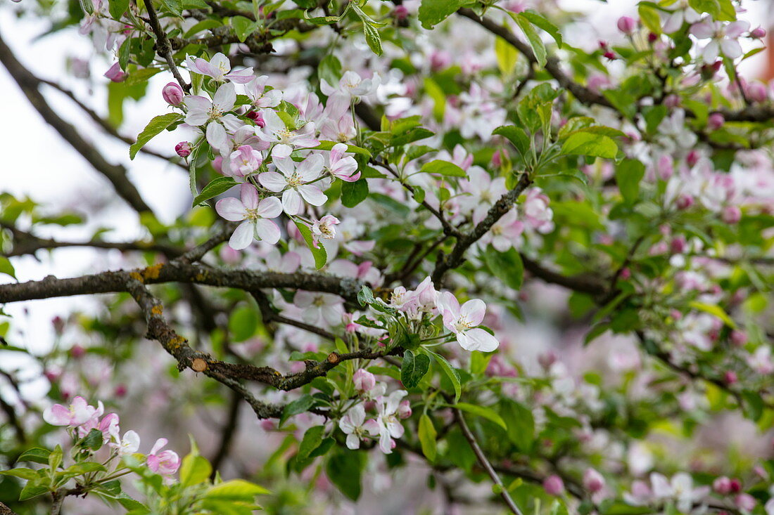Apfelbaumblüten im Frühling, Schöllkrippen, Kahlgrund, Spessart-Mainland, Franken, Bayern, Deutschland, Europa