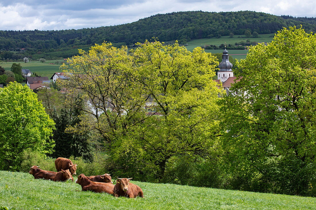 Cattle relax on meadow at the ecological farm Der Berghof, Schöllkrippen, Kahlgrund, Spessart-Mainland, Franconia, Bavaria, Germany, Europe