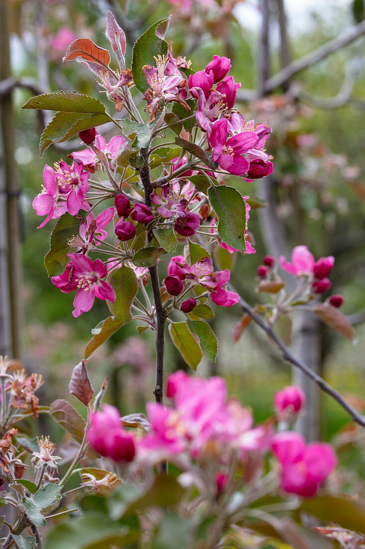 Fruit tree blossoms in spring, Krombach Oberschur, Spessart-Mainland, Franconia, Bavaria, Germany, Europe