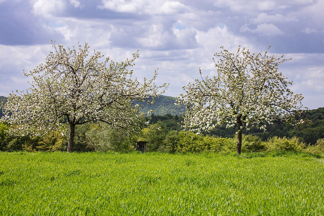 Apple trees in full bloom on a lush meadow in spring, Krombach Oberschur, Spessart-Mainland, Franconia, Bavaria, Germany, Europe
