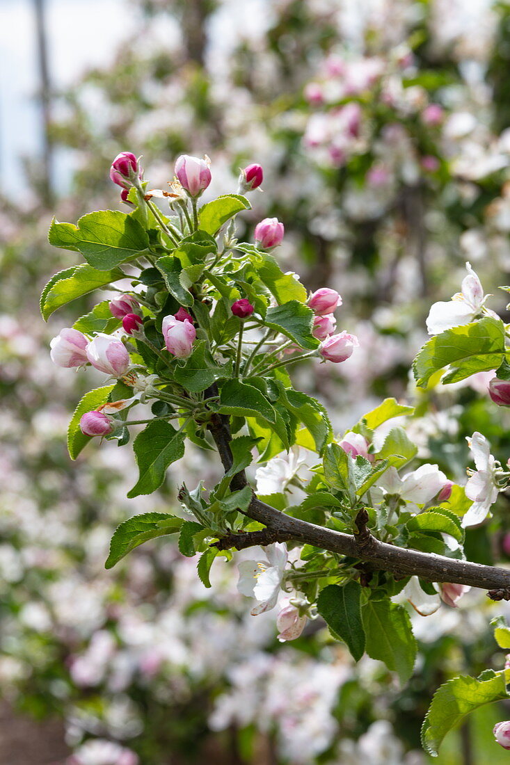 Apfelbaumblüten im Frühling, Krombach Oberschur, Spessart-Mainland, Franken, Bayern, Deutschland, Europa