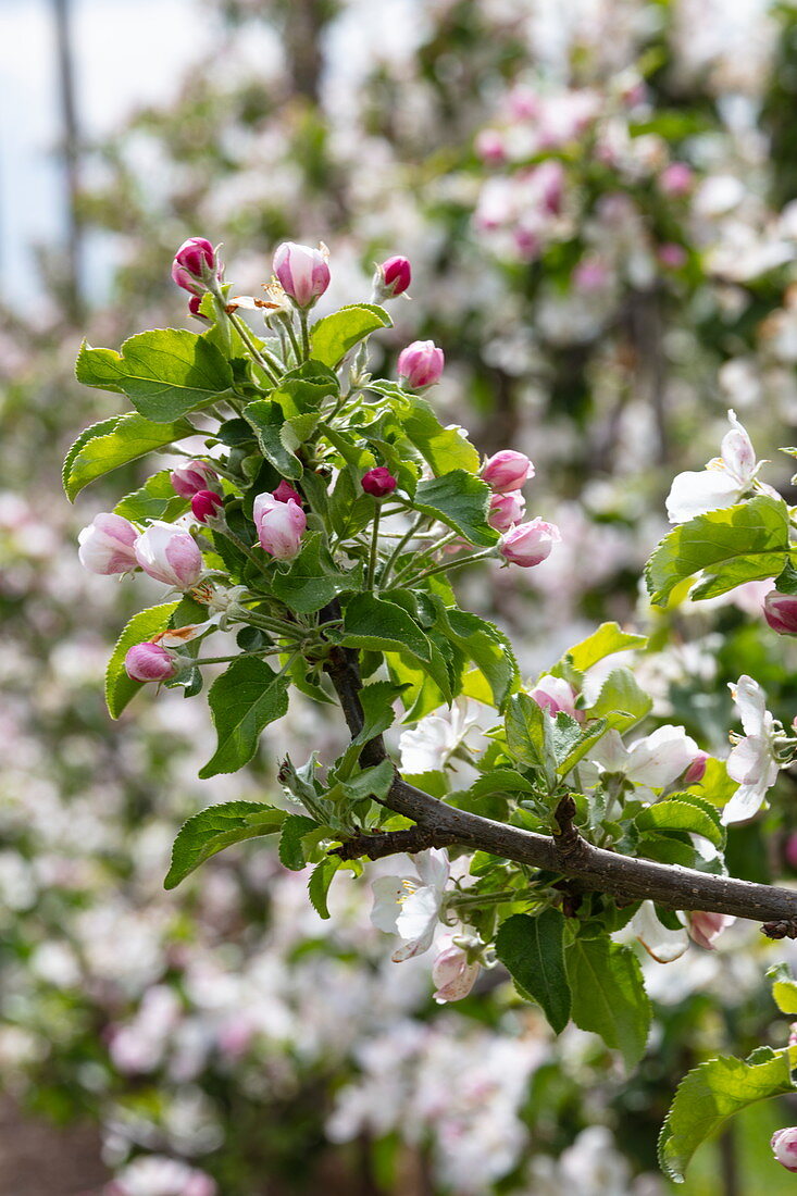 Apple tree blossoms in spring, Krombach Oberschur, Spessart-Mainland, Franconia, Bavaria, Germany, Europe