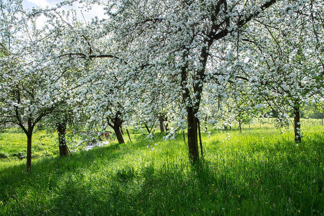 Apfelbäume in voller Blüte auf üppiger Wiese im Frühling, Mömbris Niedersteinbach, Kahlgrund, Spessart-Mainland, Franken, Bayern, Deutschland, Europa