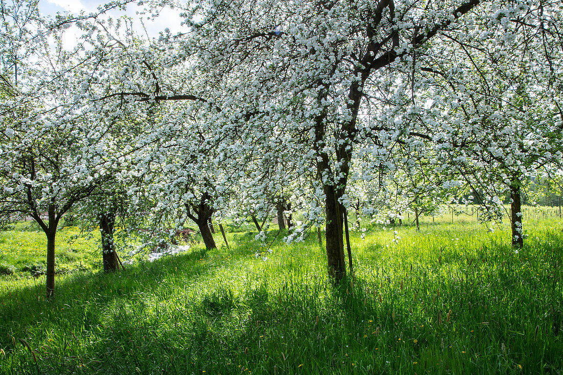 Apple trees in full bloom on a lush meadow in spring, Mömbris Niedersteinbach, Kahlgrund, Spessart-Mainland, Franconia, Bavaria, Germany, Europe