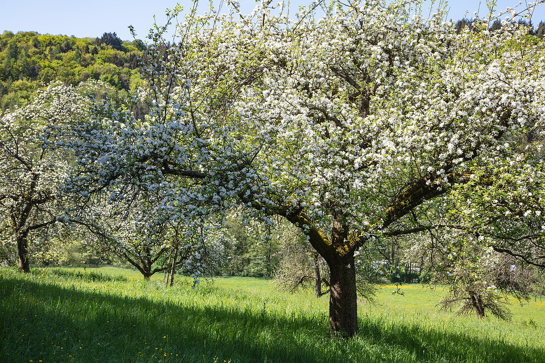 Apfelbäume in voller Blüte auf üppiger Wiese im Frühling, nahe Reicholzheim, nahe Wertheim, Spessart-Mainland, Franken, Baden-Württemberg, Deutschland, Europa