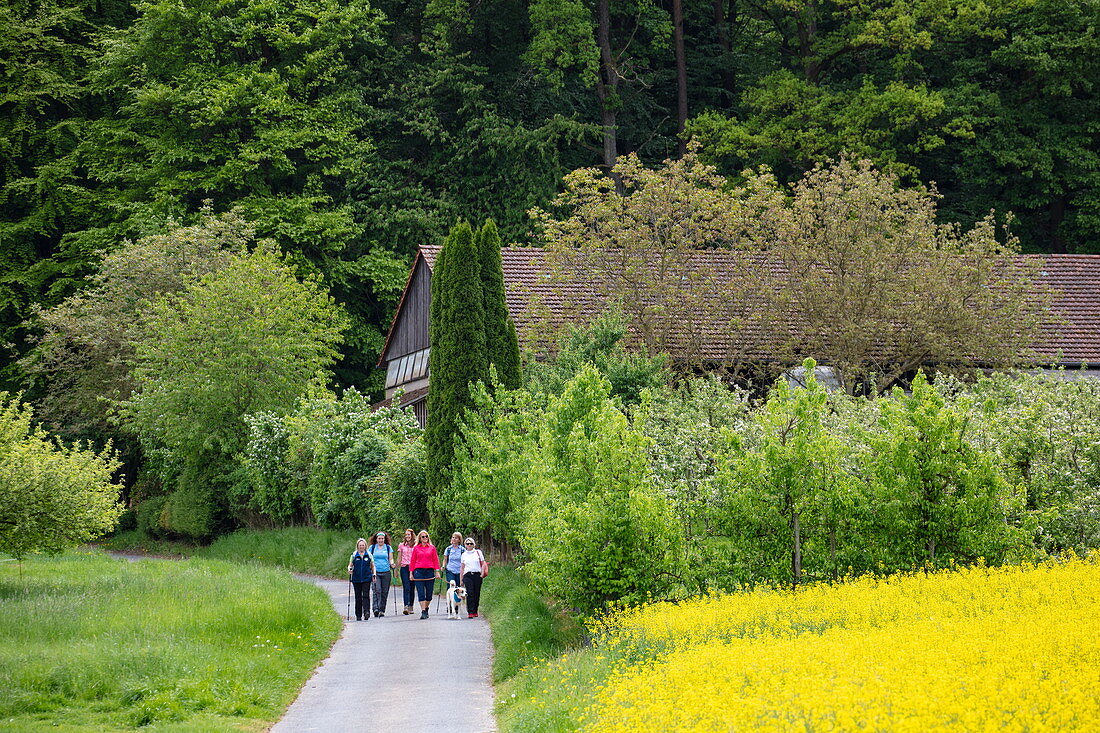 Group of hikers on road next to rapeseed field, near Leidersbach, Räuberland, Spessart-Mainland, Franconia, Bavaria, Germany
