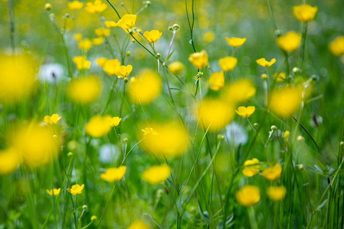 Magnificent yellow buttercups in a lush meadow, Eschau, Räuberland, Spessart-Mainland, Franconia, Bavaria, Germany, Europe
