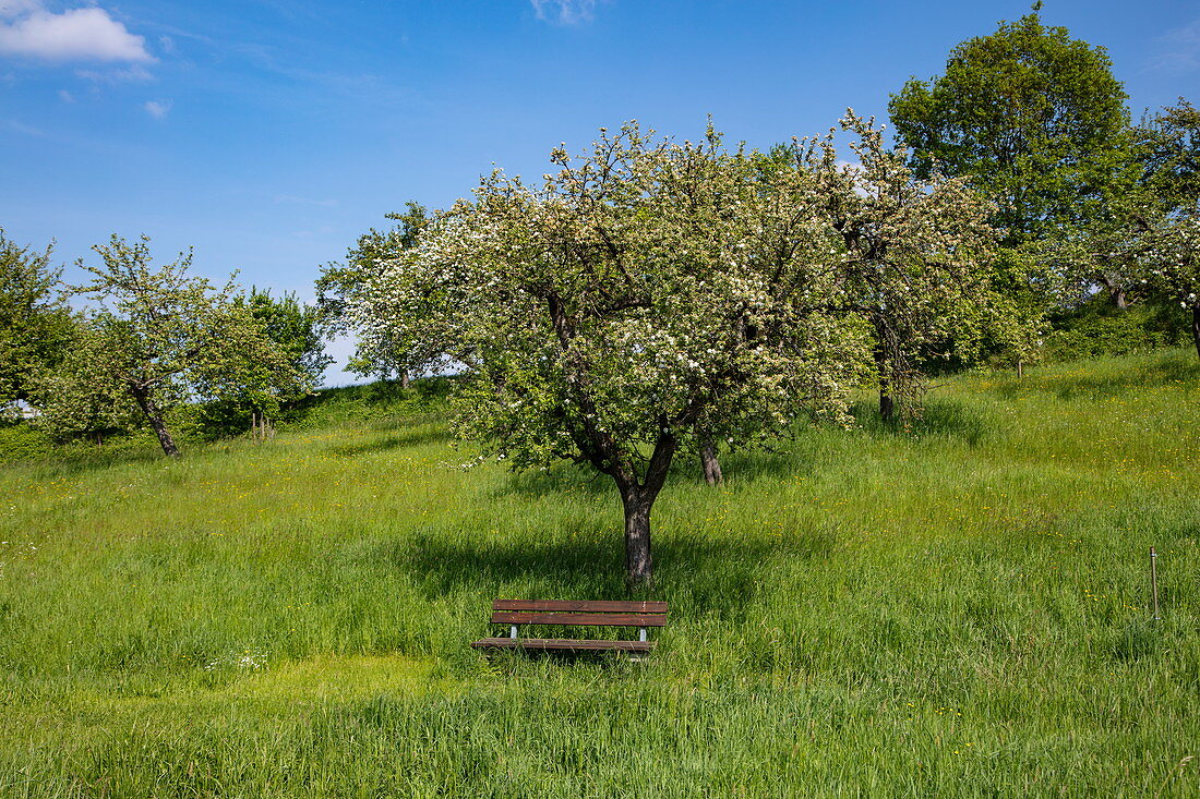 Park bench with apple tree behind it, Eschau, Räuberland, Spessart-Mainland, Franconia, Bavaria, Germany, Europe