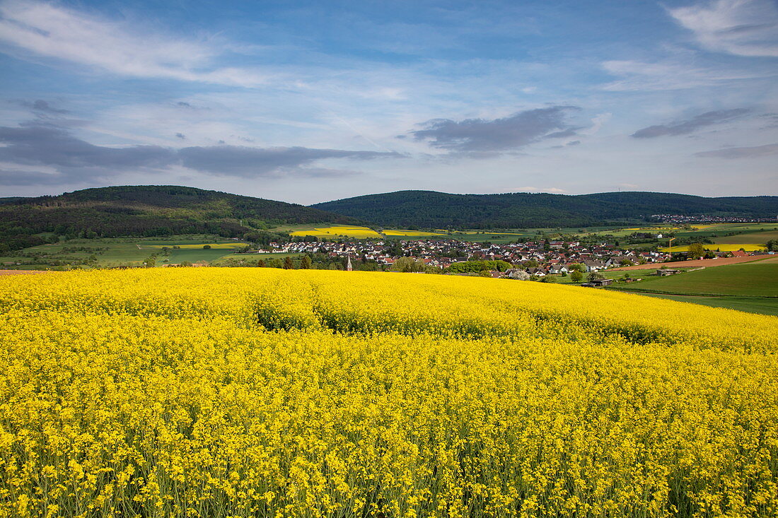 Blooming rape field with town in the distance, Eschau, Räuberland, Spessart-Mainland, Franconia, Bavaria, Germany, Europe