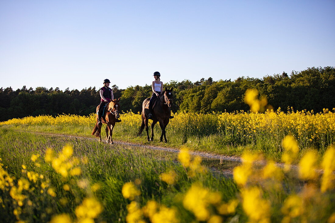 Zwei junge Frauen reiten Pferde auf Feldweg durch blühendes Rapsfeld, Haunetal Stärklos, Rhön, Hessen, Deutschland, Europa