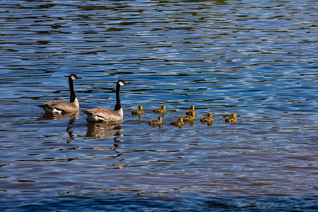 Duck family on the Main, Großwallstadt, Spessart-Mainland, Franconia, Bavaria, Germany, Europe