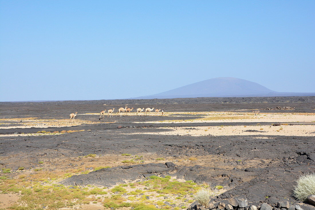 Äthiopien; Region Afar; Danakil Wüste; auf dem Weg zum Vulkan Erta Ale; Kamelhirte zieht mit seinen Tieren durch die Wüste