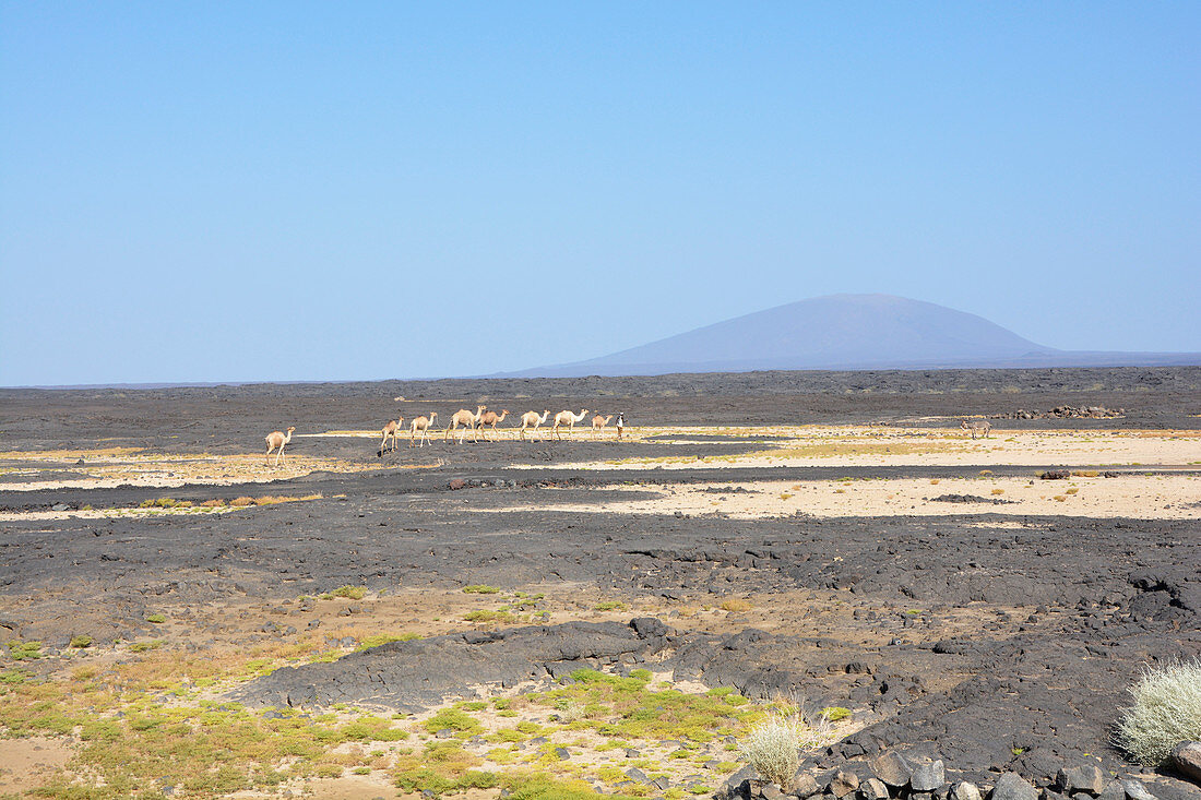 Ethiopia; Afar region; Danakil Desert; on the way to the Erta Ale volcano; Camel herder goes through the desert with his animals