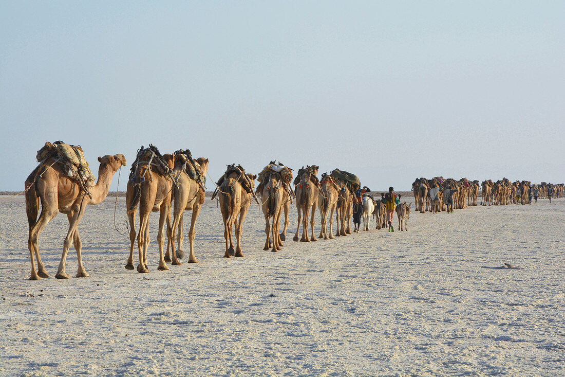 Ethiopia; Afar region; Danakil Desert; Danakil Depression; Camel caravan on the way to the salt pans on Lake Karum