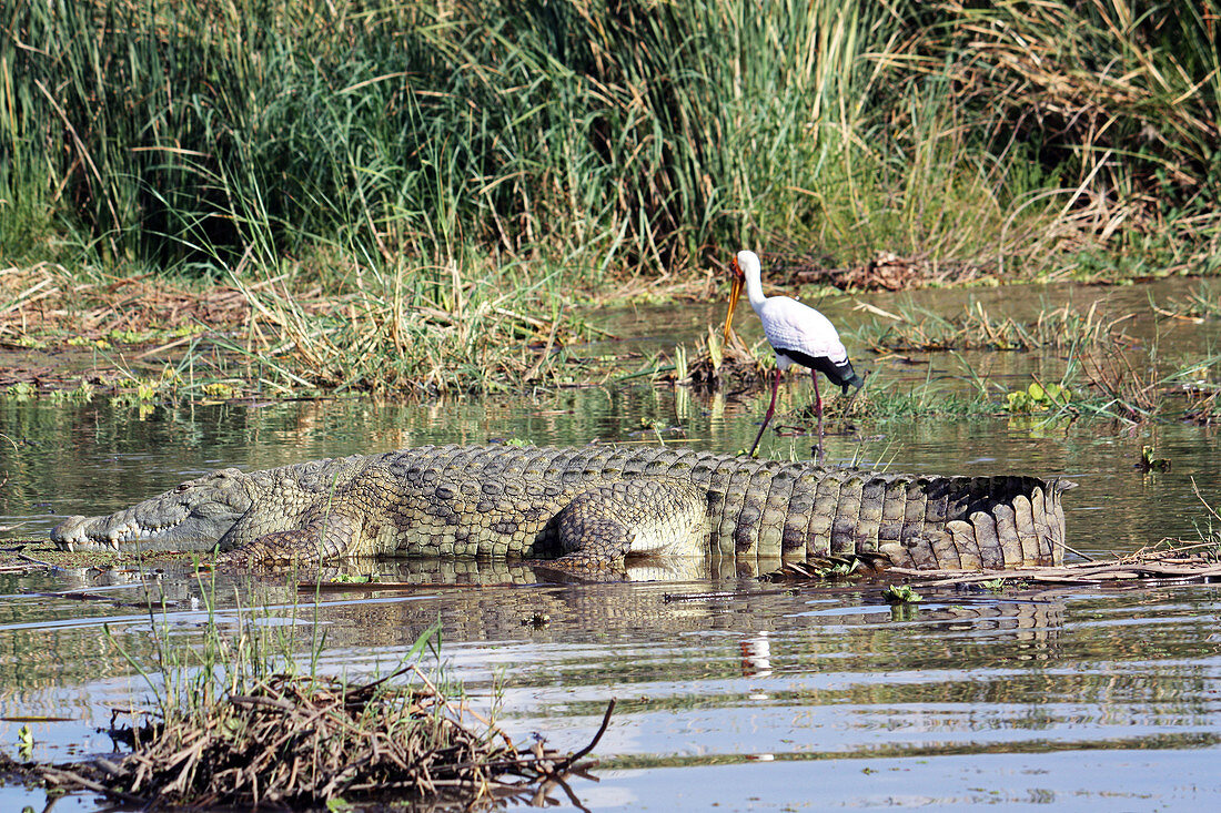 Ethiopia; Southern Nations Region; southern Ethiopian highlands; Chamo lake at Arba Minch; Nile crocodile in the afternoon sun; behind it an African stork