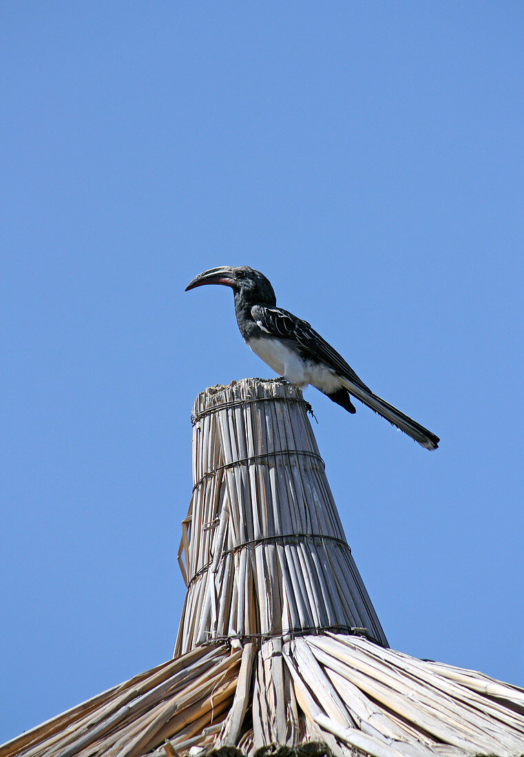 Äthiopien; Region der südlichen Nationen; Hawassa See bei Hawassa; schwarzer Nashornvogel auf einer Dachspitze; gehört zur Gattung der Tokos