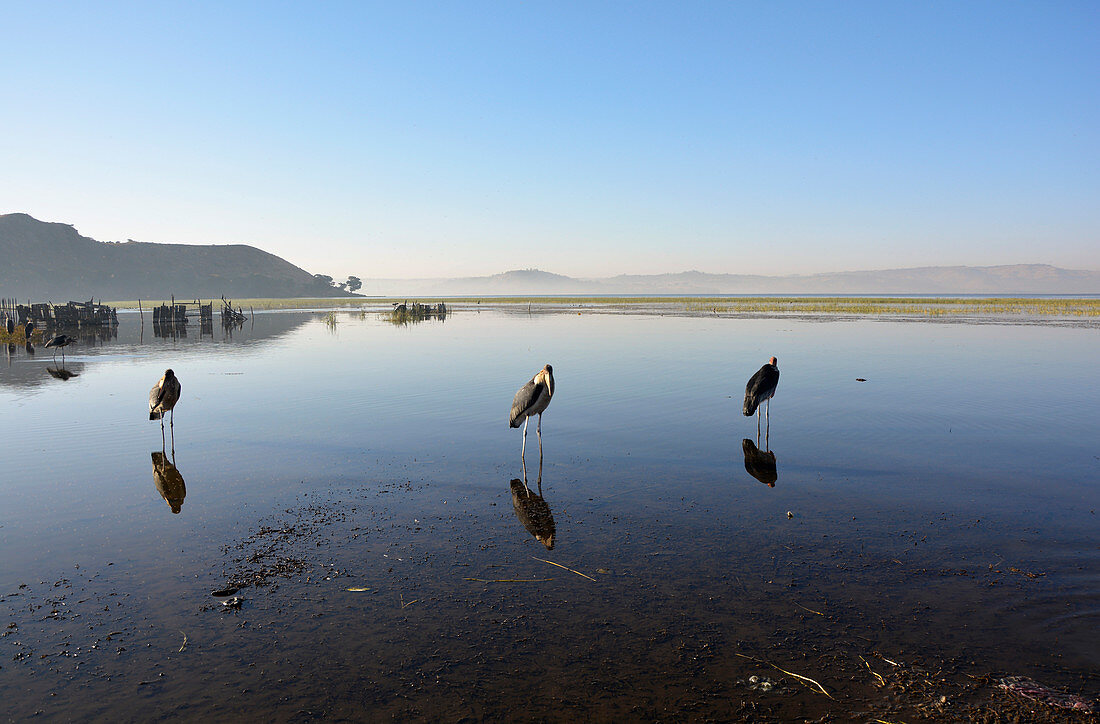 Äthiopien; Region der südlichen Nationen; Hawassa See in der Nähe von Hawassa; fischreicher See im ostafrikanischen Grabenbruch; Urlaubsgebiet mit Resorts und Hotels