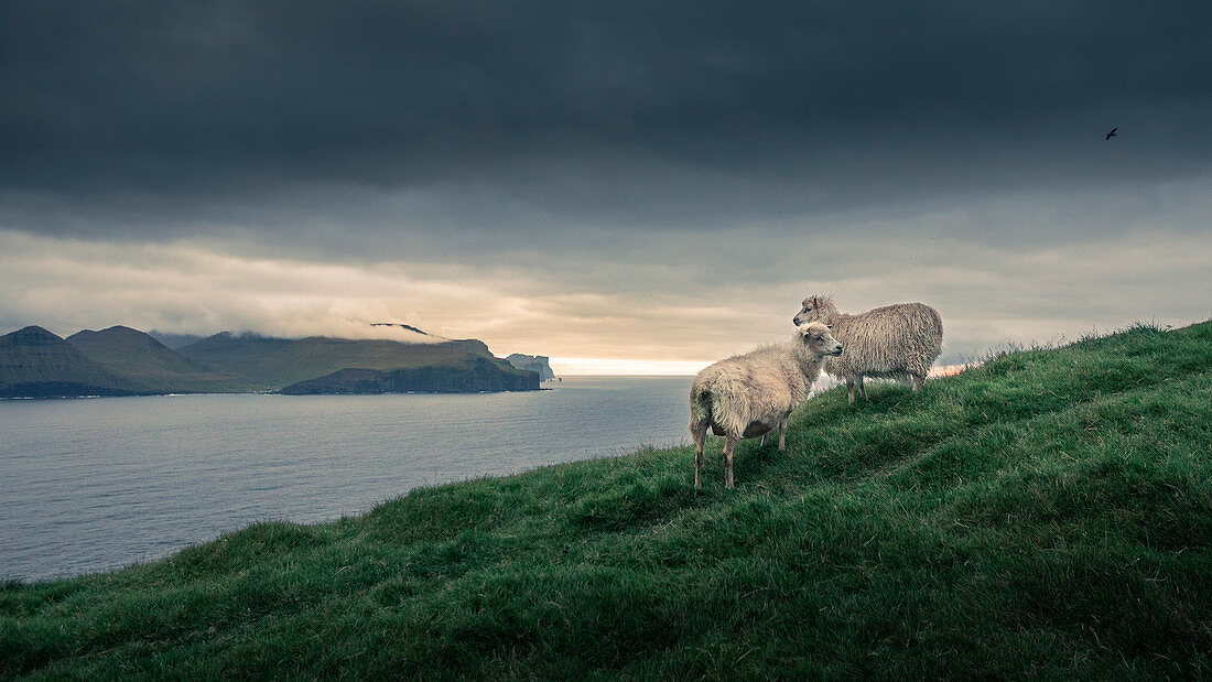 Schafe vor Meer und Küste der Färöer Inseln\n