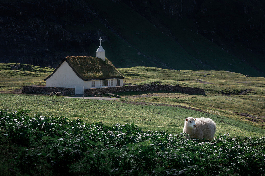 Schaf vor Kirche im Dorf Saksun auf der Insel Streymoy, Färöer Inseln\n