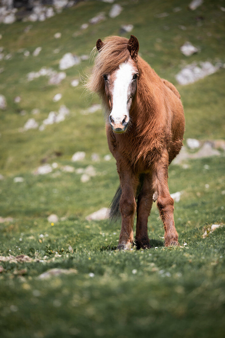 Pferd auf der Wiese der Färöer Inseln bei Sonne\n