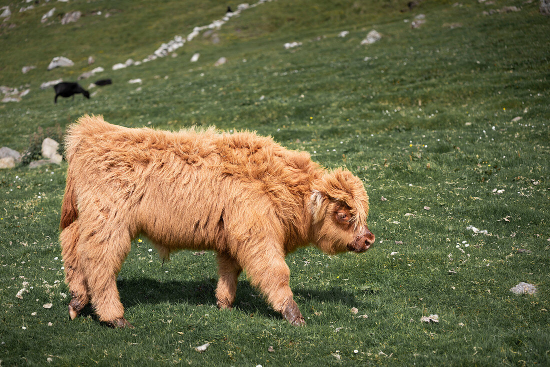 Young cattle in the meadow of the Faroe Islands in the sun