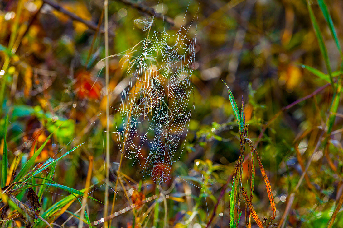 Herbstliche Stimmung mit Spinnennetz, Chiemgau, Bayern, Deutschland