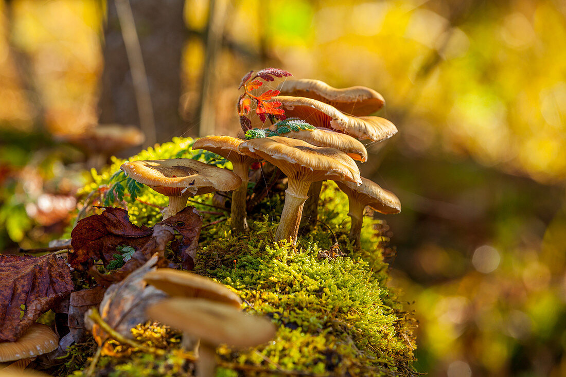 Forest mushrooms on a tree trunk, Winklmoos,, Chiemgau, Bavaria, Germany