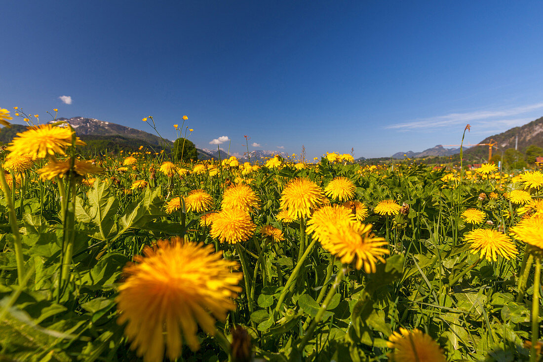 Flower meadow in spring in Reiti m Winkl, Chiemgau, Bavaria, Germany
