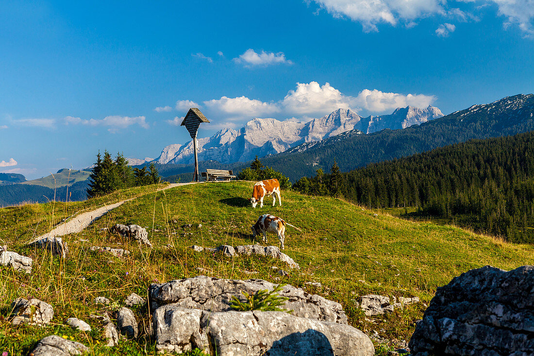 Grazing cows in the Almgebiet Winklmoos Alm in summer, Tyrol, Salzburg, Chiemgau, Bavaria, Germany
