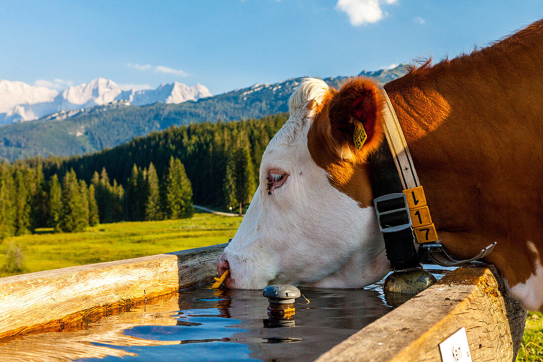 Kuh trinkt aus einer Tränke, bei Reit im Winkl, Chiemgauer Alpen, Bayern, Deutschland
