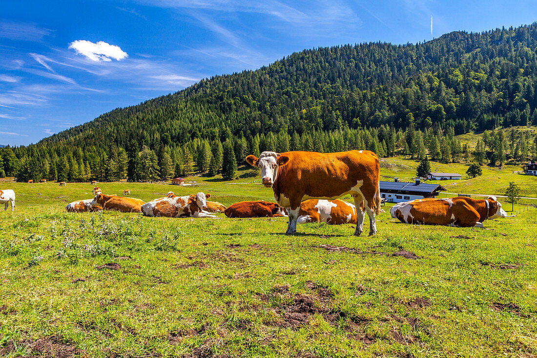 Mountains - Landscape - Chiemgau - Tyrol