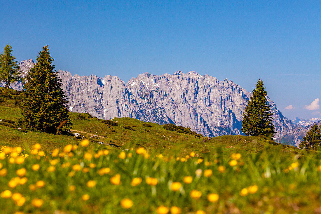 Eggenalm mit Blumenwiese und Ausblick auf den Wilden Kaiser im Sommer, Kitzbühler Alpen, Tirol, Österreich
